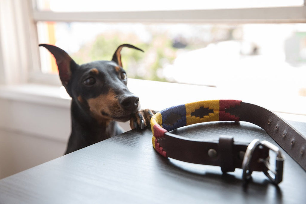 Are Leather Collars better than Nylon?