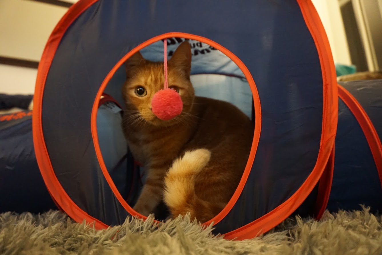 Paws and Pups Cat Home Collapsible House Cubes Tunnel Tassels (1 Tunnel) - Gaucho Goods