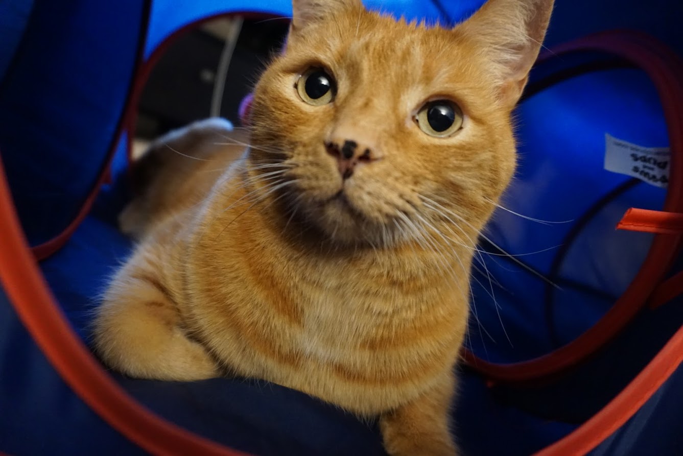Paws and Pups Cat Home Collapsible House Cubes Tunnel Tassels (1 Cube 2 Tunnels) - Gaucho Goods