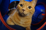 Paws and Pups Cat Home Collapsible House Cubes Tunnel Tassels (1 Cube 2 Tunnels) - Gaucho Goods