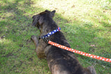 Dog Wearing Nylon Dog Collar - Navy Blue Daisy