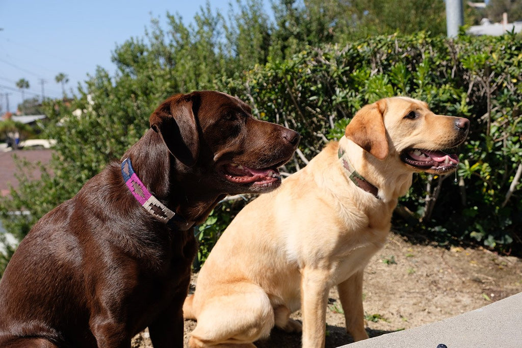 Why do pet owners often prefer leather collars for their dogs?