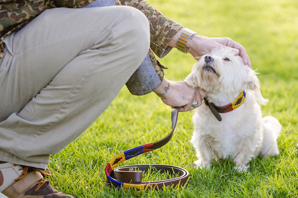 How to Clean and Maintain a Leather Dog Collar
