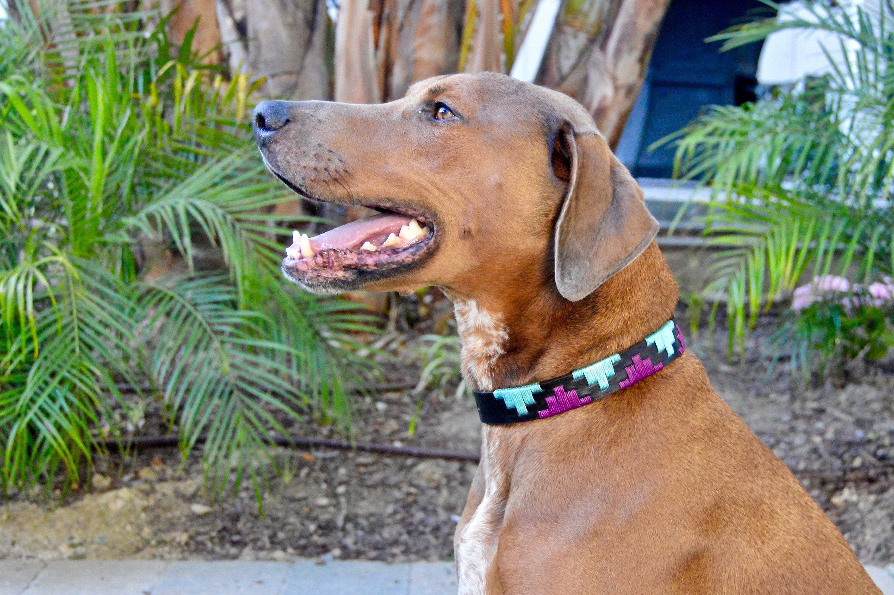 Leather Dog Collar - Miami