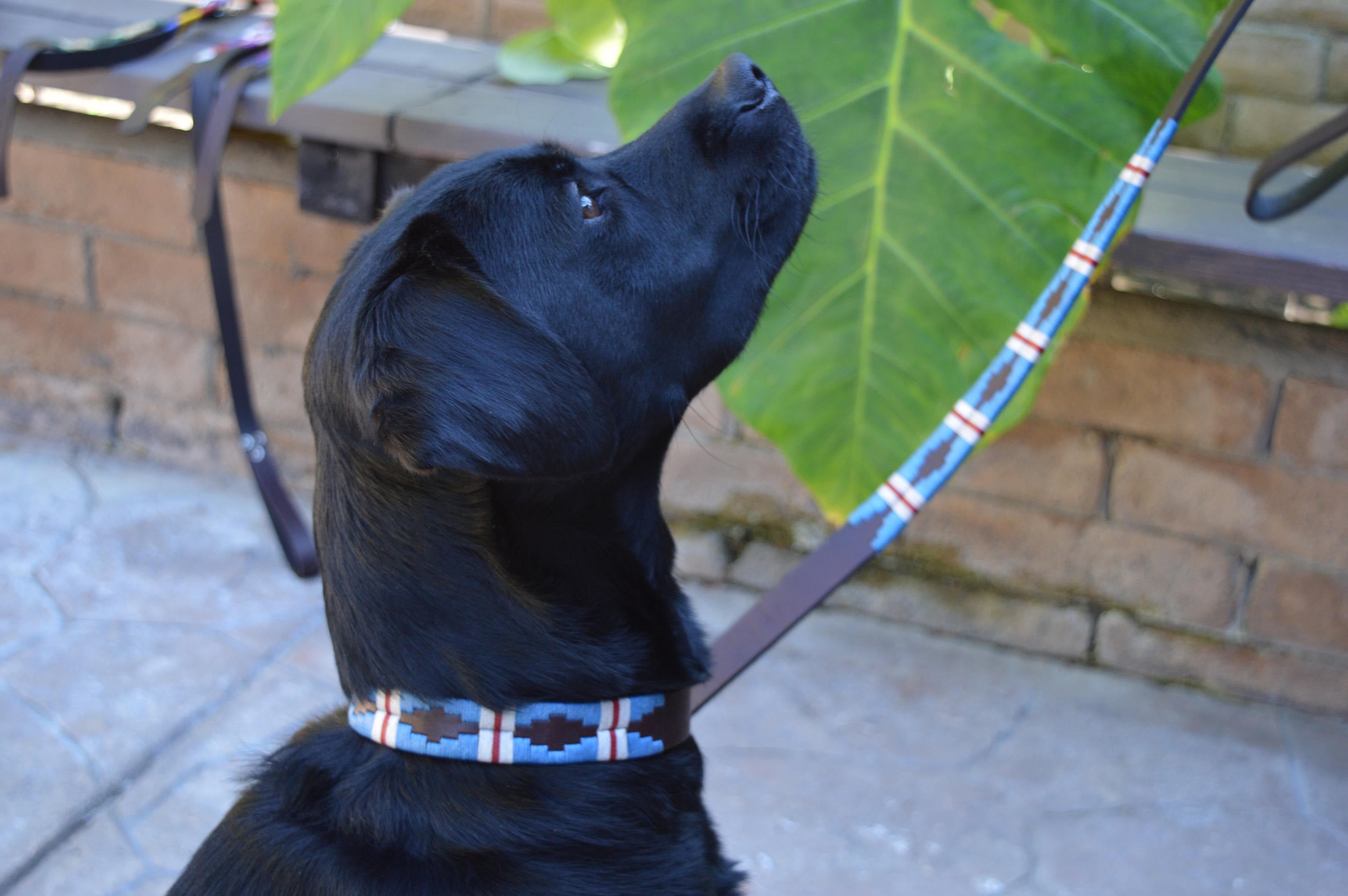 Dog with The Pacific Leather Dog Collar - vibrantly colored wax threads in light blue with a white and red stripe