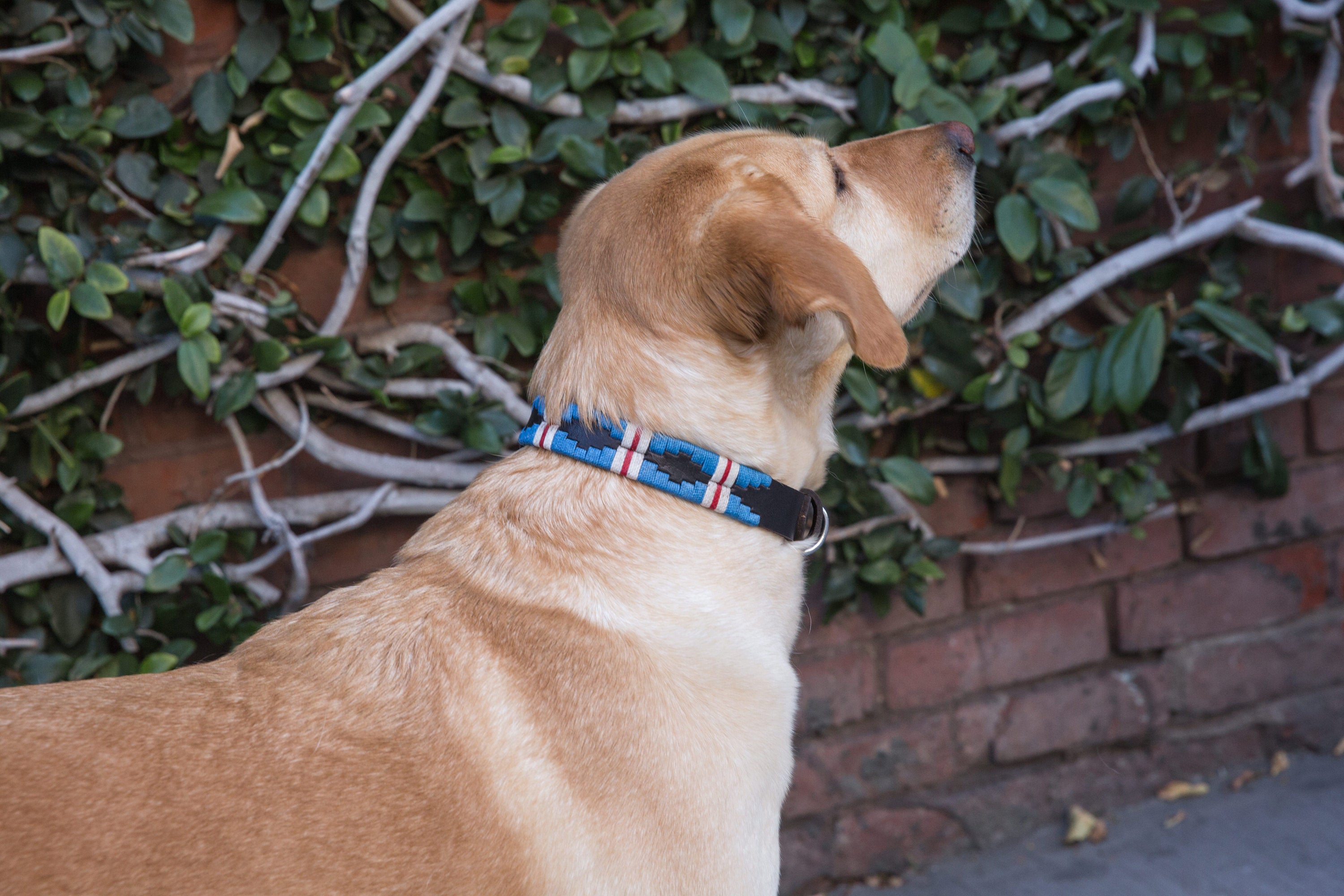 Dog with The Pacific Leather Dog Collar - vibrantly colored wax threads in light blue with a white and red stripe