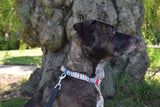 Dog Wearing Nylon Dog Collar - Kaleidoscope