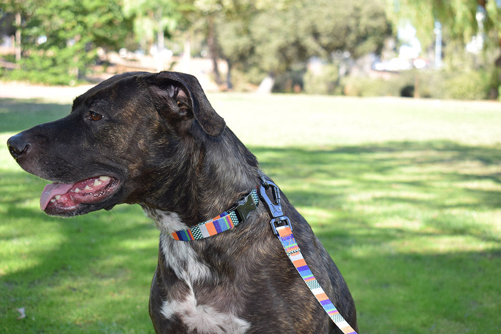 Dog Wearing Nylon Dog Collar - Urban Stripes