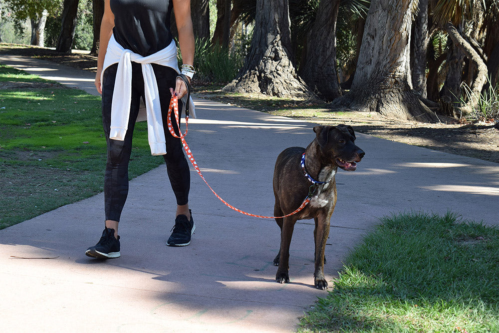 Paws and Pups Durable 6ft Nylon Dog Leash with neoprene padded handle - Orange Daisy - Gaucho Goods