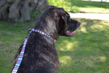  Dog Wearing Nylon Dog Collar - Baby Blue/Pink Stripes