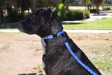 Dog Wearing Nylon Dog Collar - Blue Paws