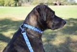 Dog Wearing Nylon Dog Collar - Blue Paws