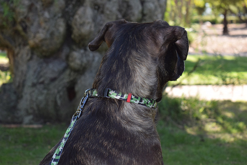 Dog Wearing Nylon Dog Collar - Camo