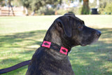 Dog with Antilles Leather Dog Collar 